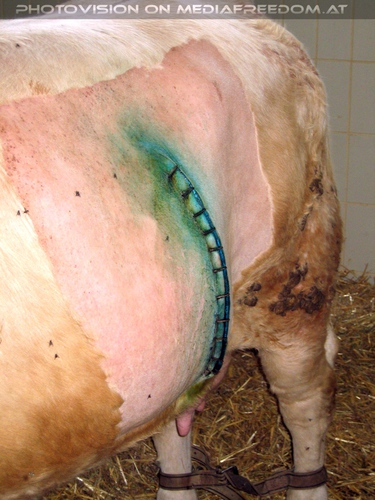 Operationsnarbe eines Rindes