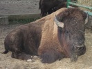 Bison Ruh