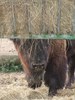 Bison Versteck