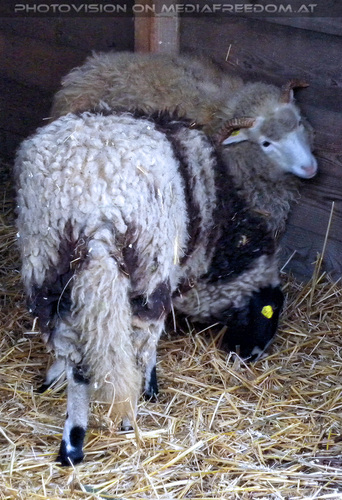 Hirschstettner Advent 05