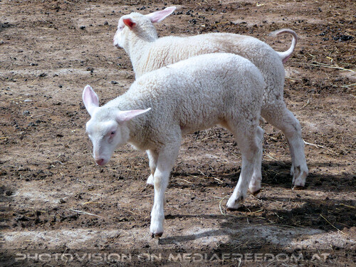 Osterstimmung 04: L�mmer