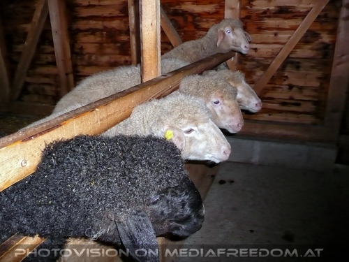 Schwarz und fasr wei�