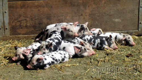 Was f�r ein Schweinehaufen ;-)