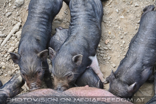 Ferkel beim s�ugen