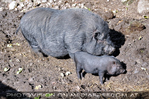 H�ngebauchschweine 1