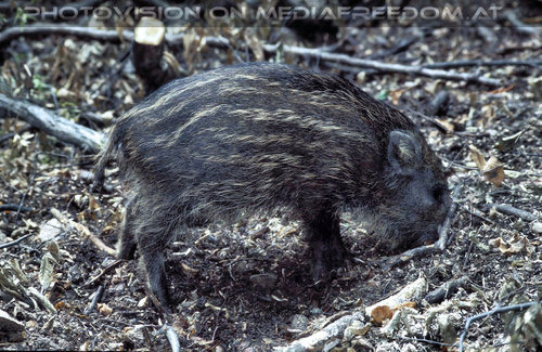 In love for nature 06