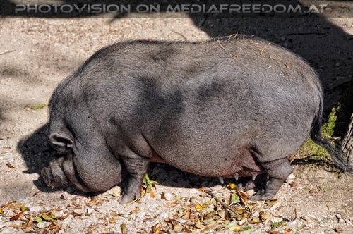 Linzer Tiergarten 03