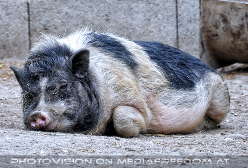 Mangalitza Schwein