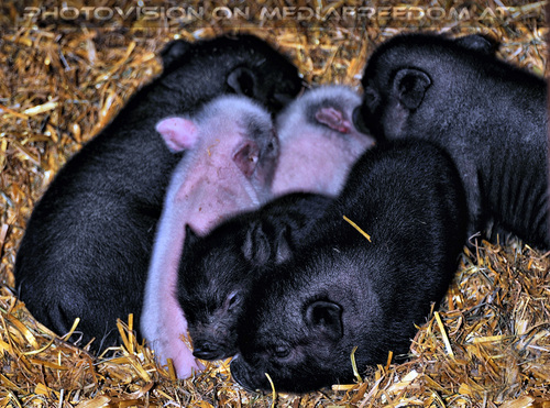 Mischlinge Frischlinge