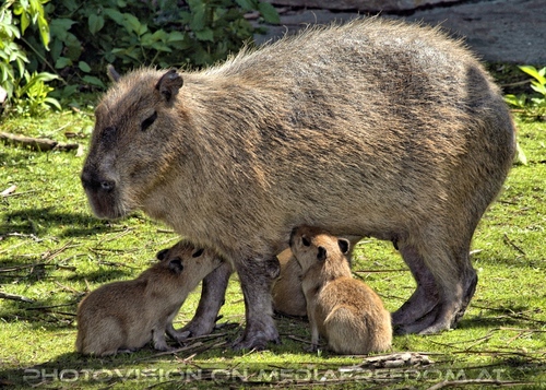 Wasserschwein Familie