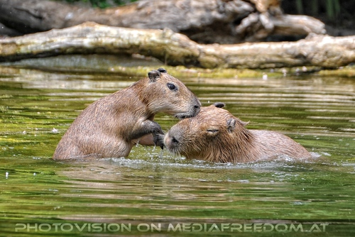 Wasserschwein Familien Bad