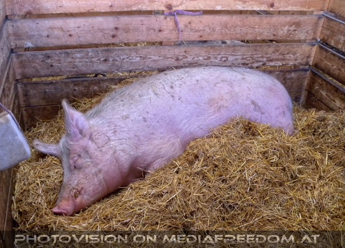 Im Paradies f�r Tiere 15