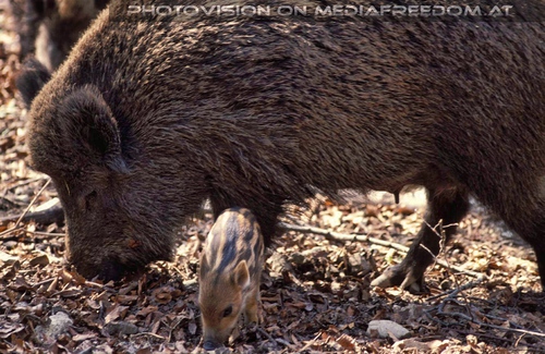 Wildschwein mit Ferkel