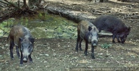 Wildschweine