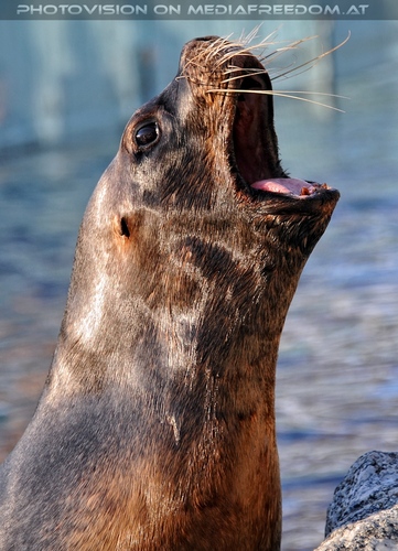 M�hnenrobbe 01