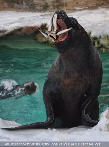 Gleich vier auf einmal