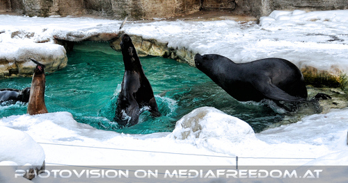 M�hnenrobben F�tterung 03