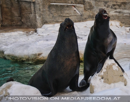 M�hnenrobben F�tterung