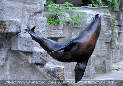 M�hnenrobben F�tterung 03