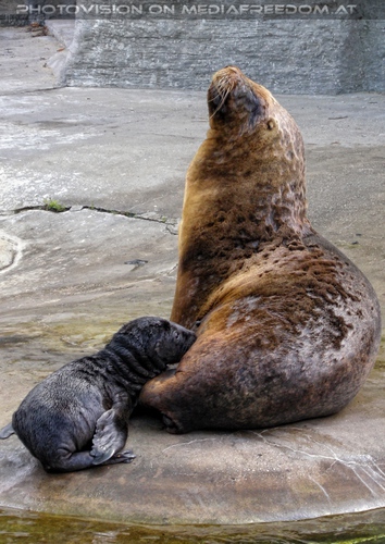 M�hnenrobbe mit Baby