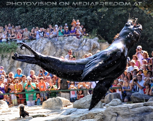 M�hnenrobben F�tterung 03: Commandante