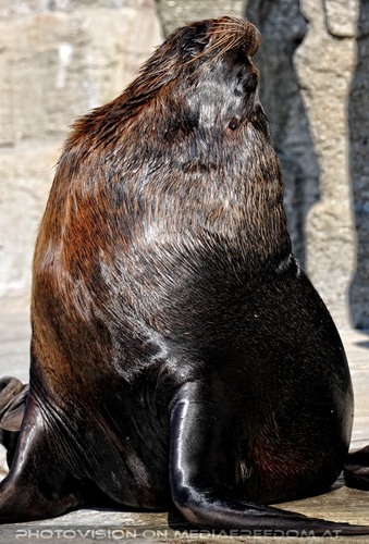 M�nnliche M�hnenrobbe