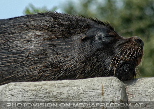 Der junge Commandante