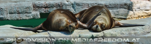 D�sende M�hnenrobben