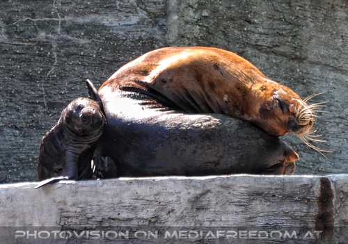 M�hnenrobbe mit Baby