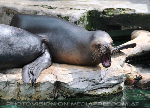 Ich will einen Kuss!