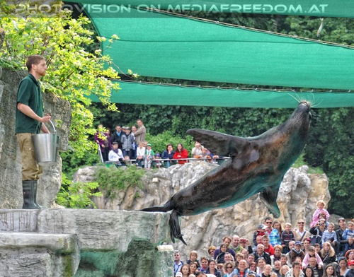 M�hnenrobben Absprung