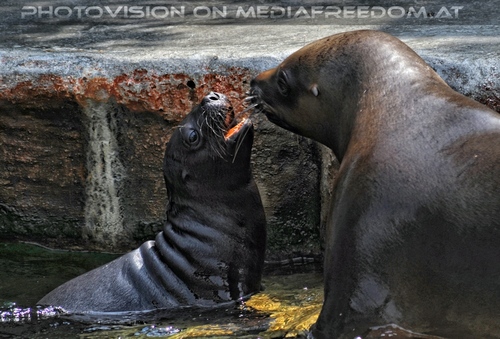 M�hnenrobben Baby 1