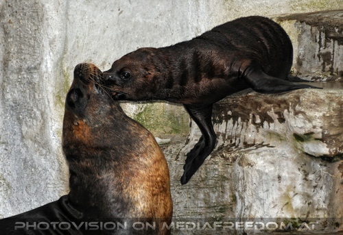 M�hnenrobben Baby schmust