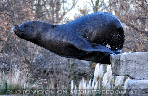 M�hnenrobben F�tterung 02