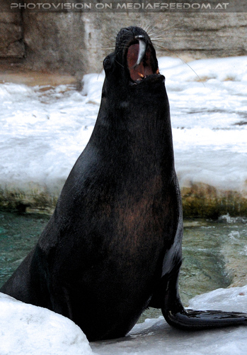 M�hnenrobben F�tterung 04