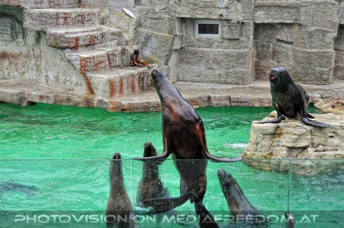 M�hnenrobben F�tterung 1