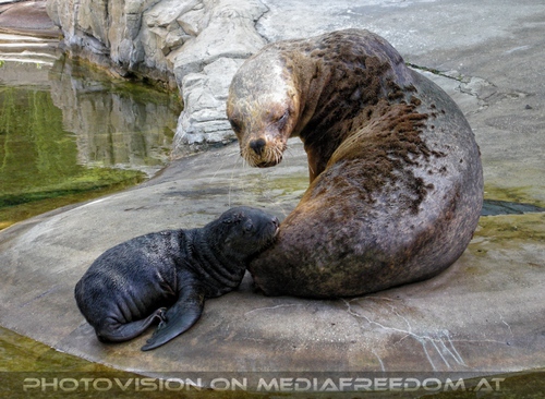 M�hnenrobben Mutter mit Baby