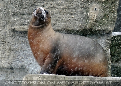 M�hnenrobben und Schnee 02