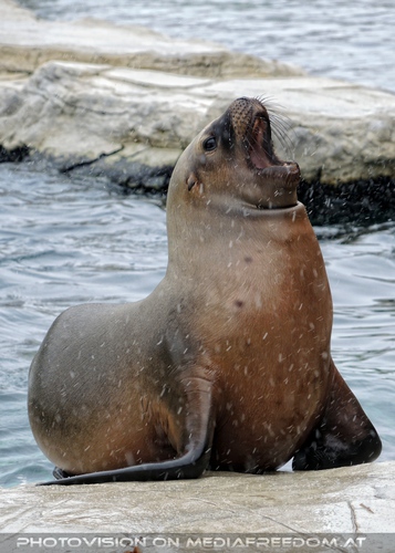 M�hnenrobben und Schnee 06