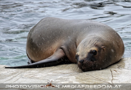 M�hnenrobben und Schnee 07