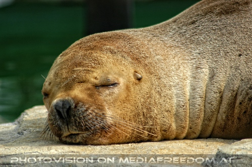 Schlafende M�hnenrobbe