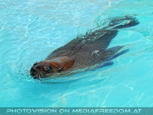 Schwimmende Robbe