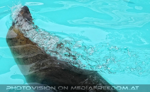 Tauchende M�hnenrobe