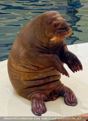 Walrus Show 06