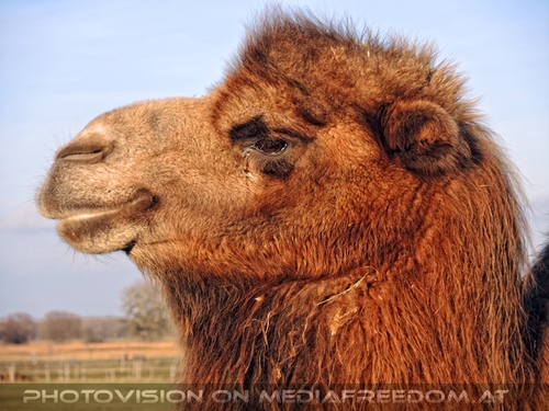 Advent im Schloss 25: Kamel  