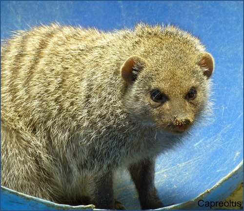 Ein N�schen voll Sand: Zebramanguste