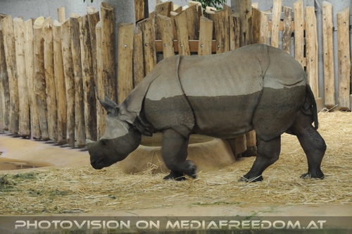 Halb gebadetes Nashorn