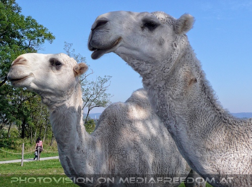 Am Hof 17 - Wei�e Kamele