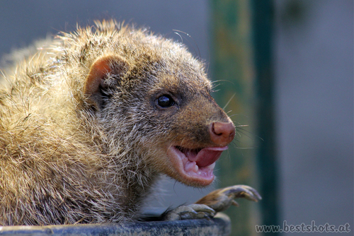 Zebramanguste (Mungos Mungo)