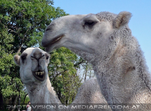 Am Hof 16 - Wei�e Kamele